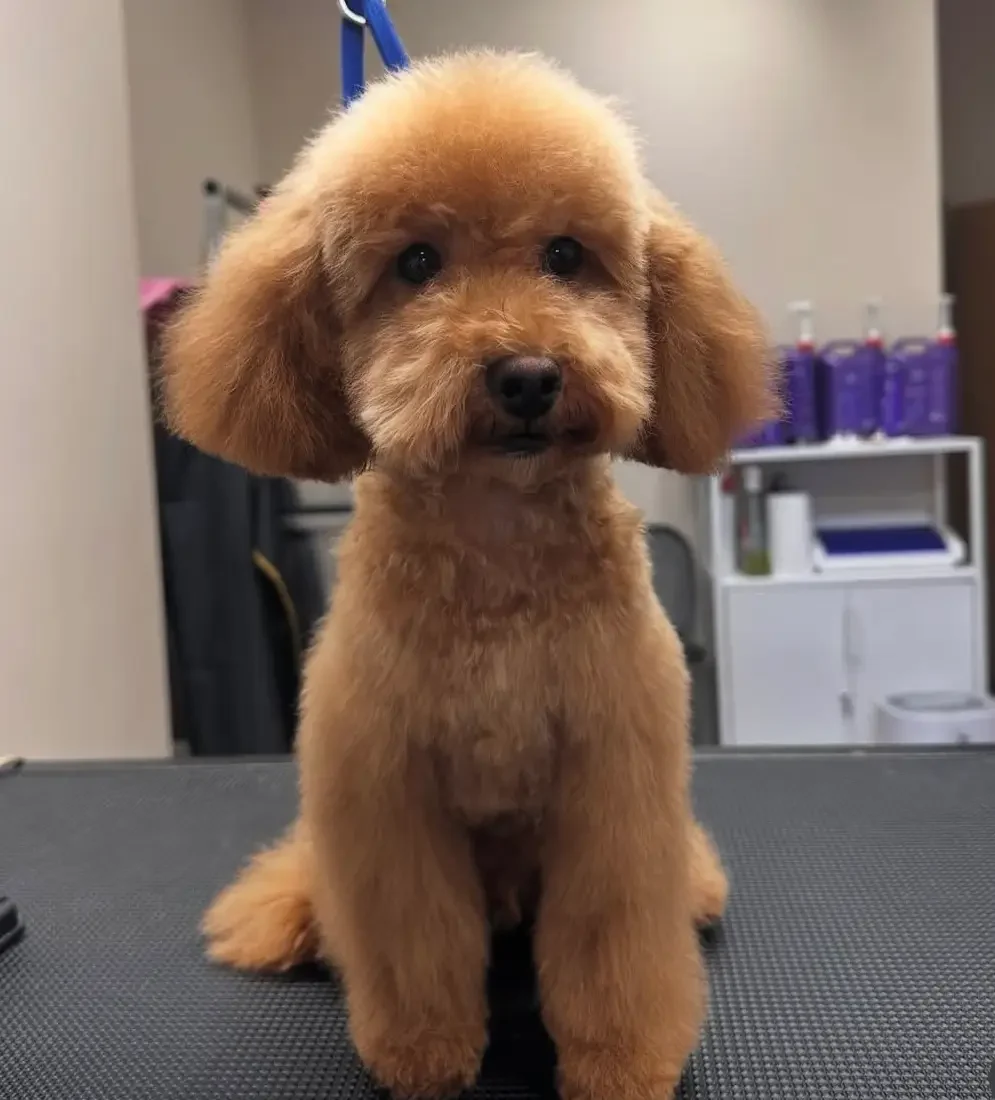 chien marron après
