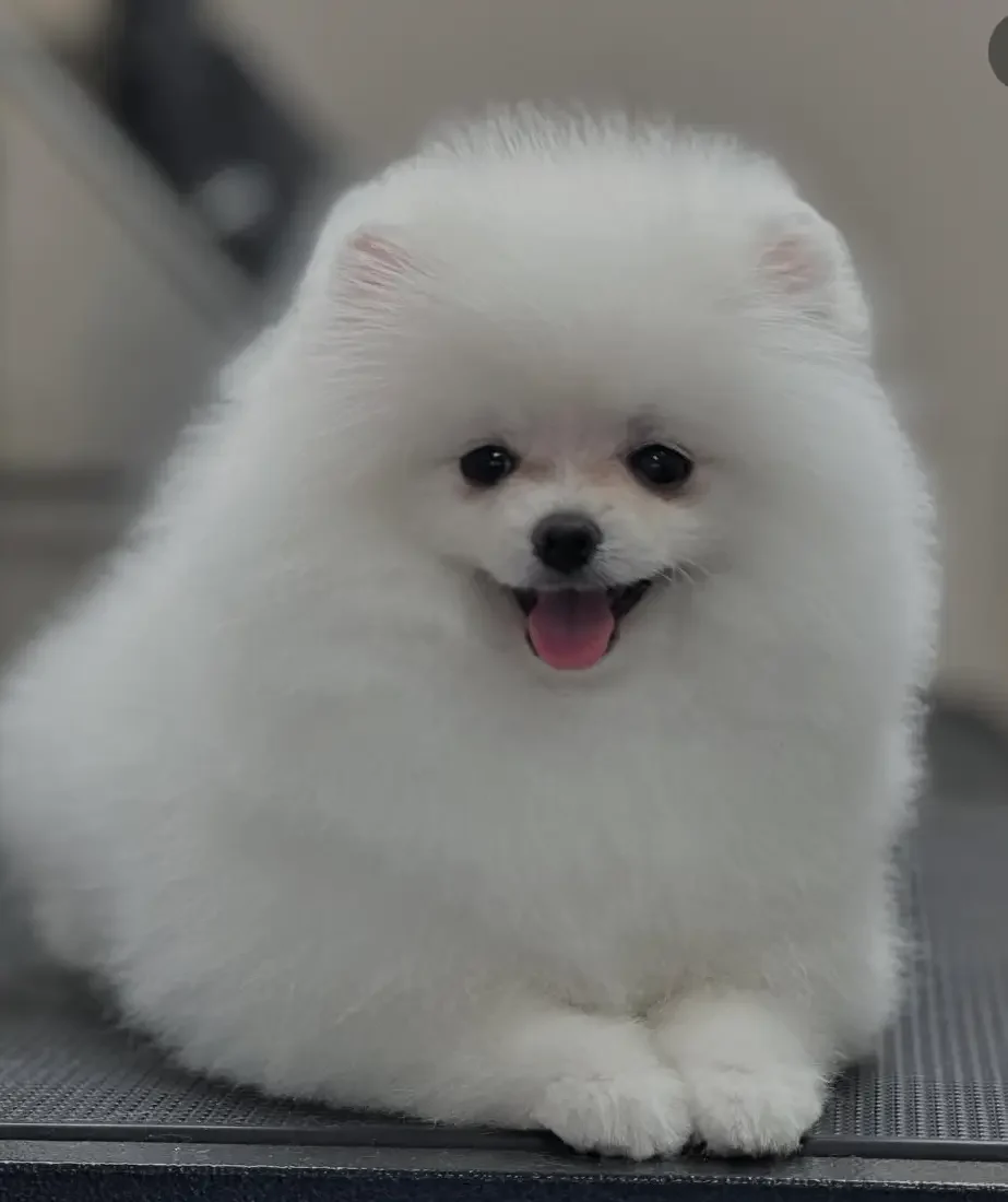 chien blanc après