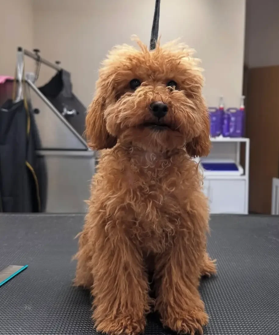 chien marron avant