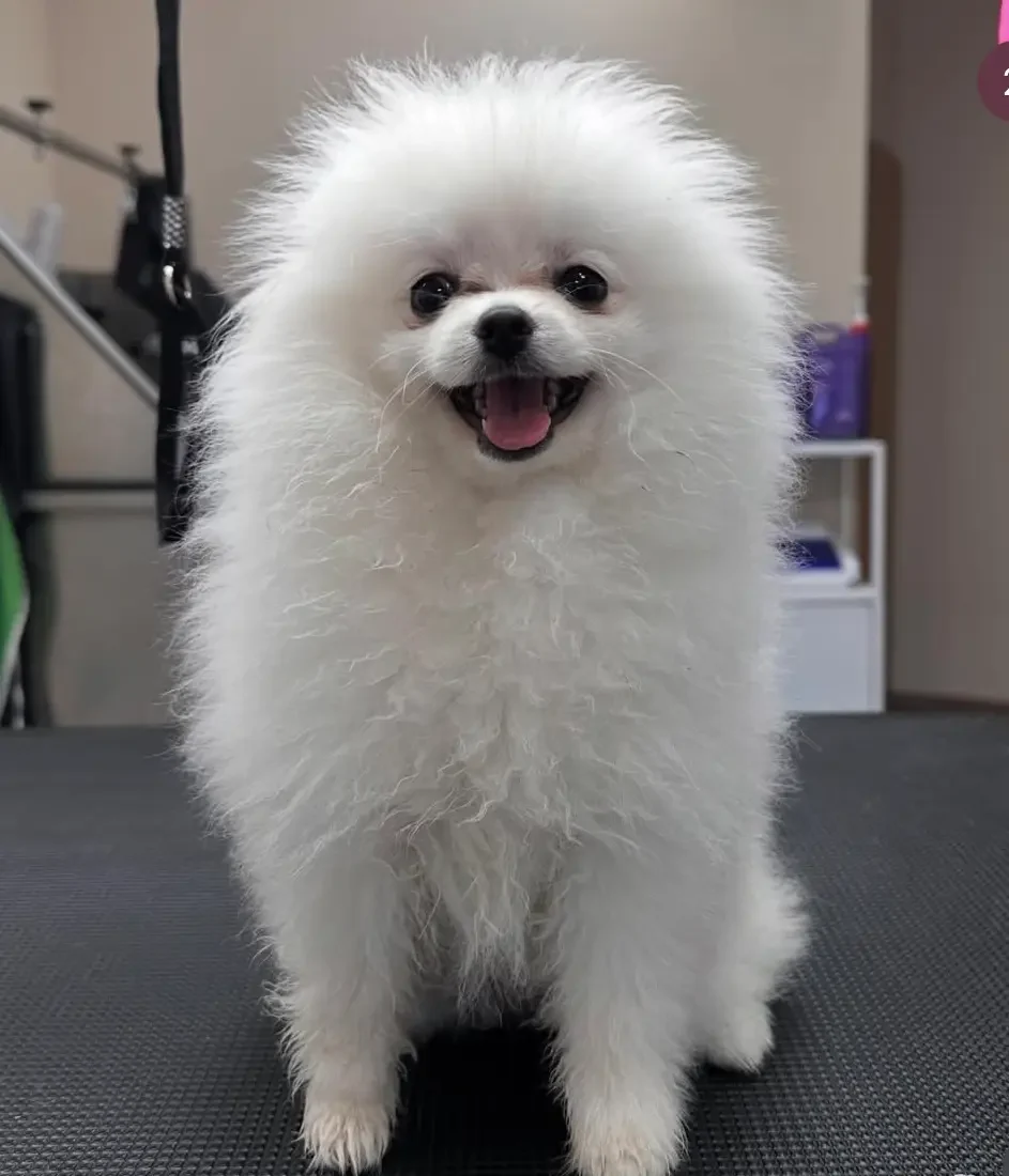 Chien blanc avant