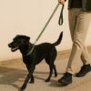 Laisse pour chien